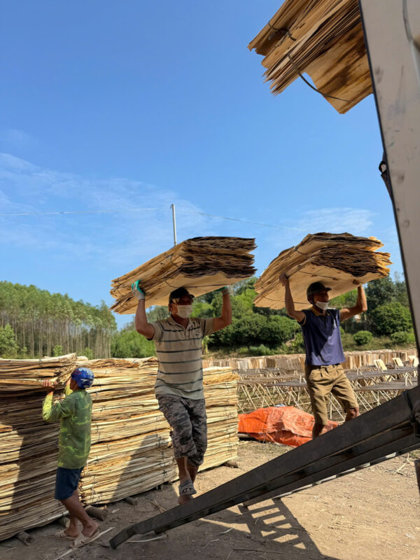 VÁN BÓC GỖ BẠCH ĐÀN – GỖ KEO (CORE VENEER) - Ảnh 5