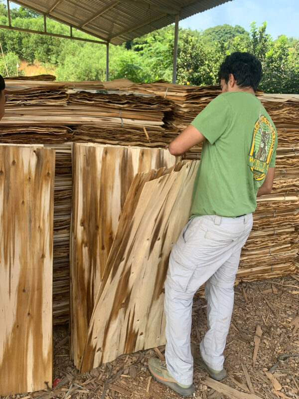 VÁN BÓC GỖ BẠCH ĐÀN – GỖ KEO (CORE VENEER) - Ảnh 11